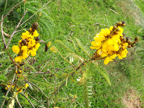 This Yellow Flower became more common going uphill.